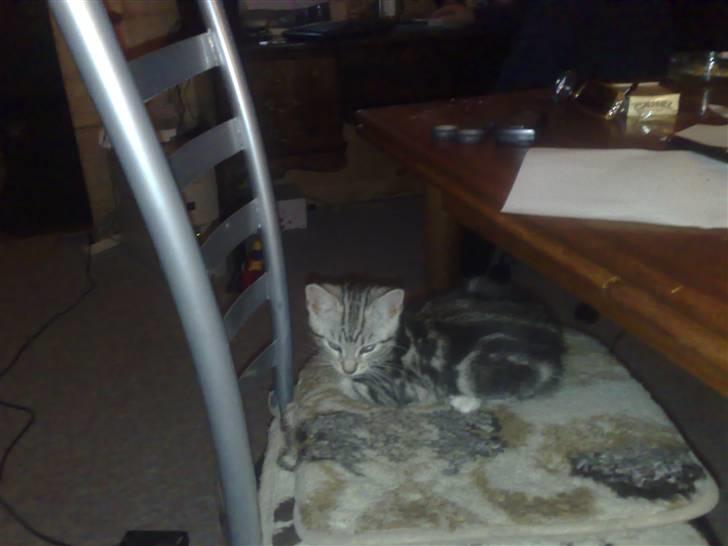 Huskat pjevs kørt ned :'( billede 3