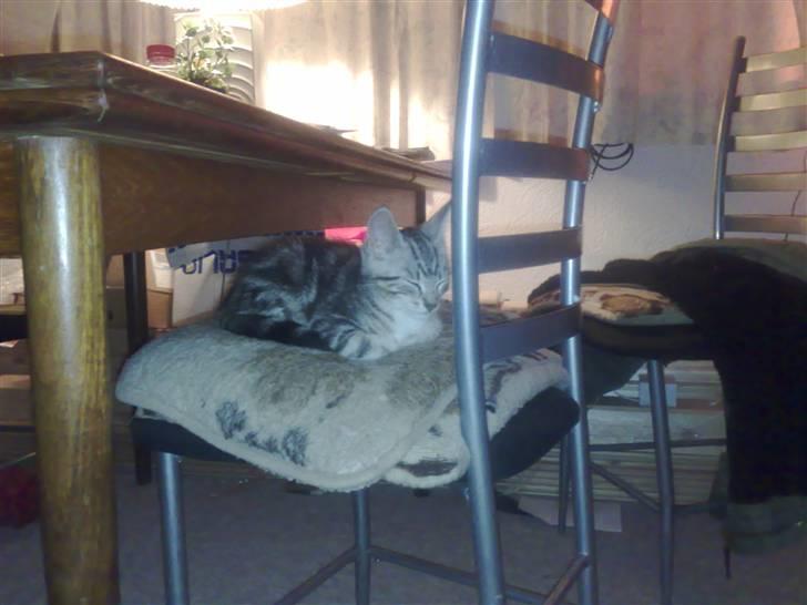 Huskat pjevs kørt ned :'( billede 4