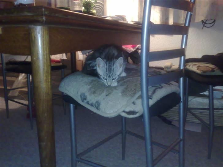 Huskat pjevs kørt ned :'( billede 5