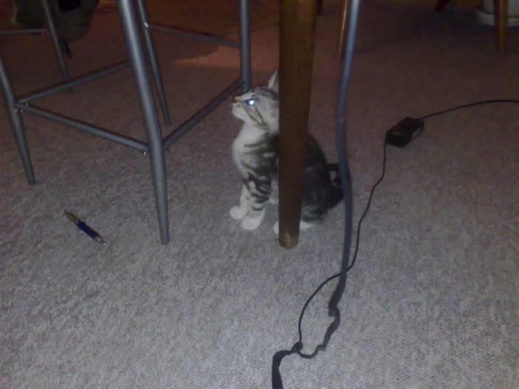 Huskat pjevs kørt ned :'( billede 6