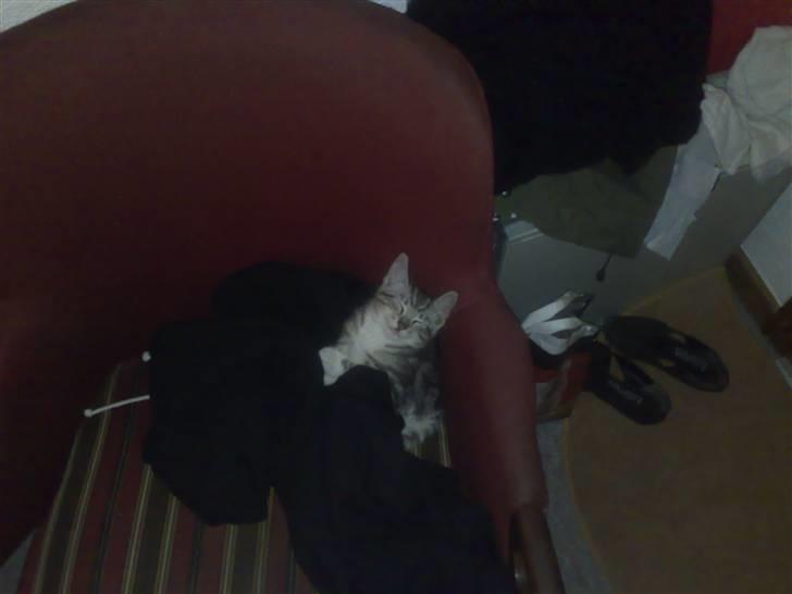 Huskat pjevs kørt ned :'( billede 7