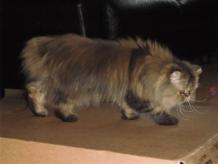 Perser Medea *Chatil de Rex's* - Feb 2010 billede 10