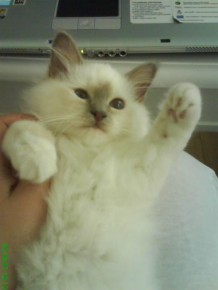 Hellig Birma Con Meo's Leeyla - Halløj :) billede 11