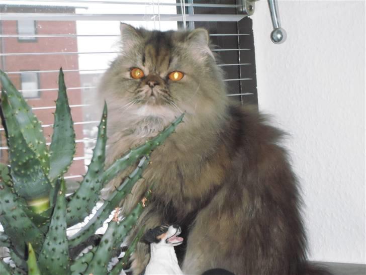 Perser Medea *Chatil de Rex's* - - feb 2010 billede 11