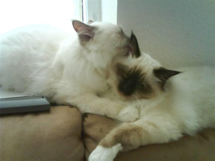 Hellig Birma Con Meo's Leeyla - *NYT* Så skal søster altså vaskes :P   6 måneder billede 12