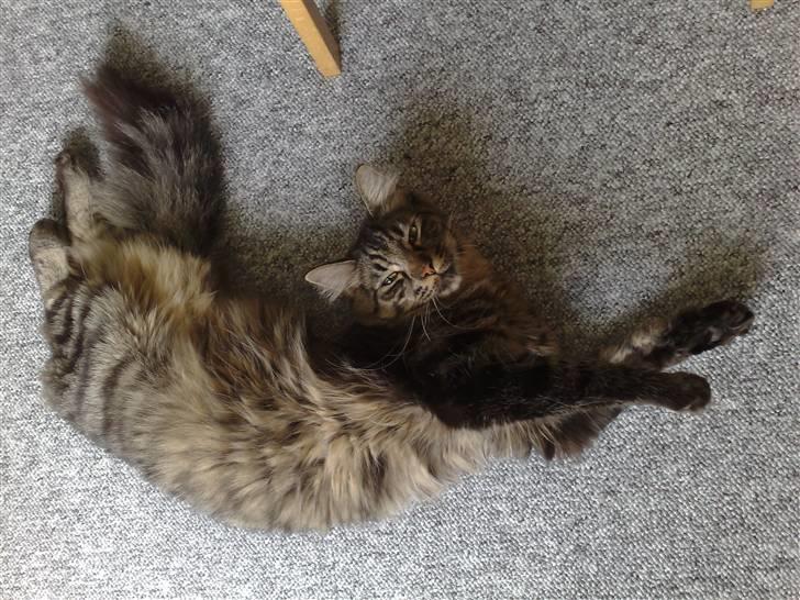 Blanding af racer Napolion billede 14