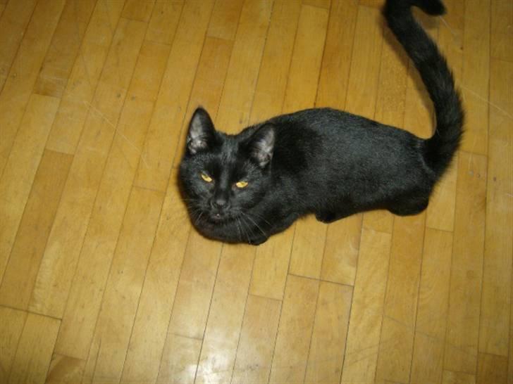 Huskat Mitte billede 1