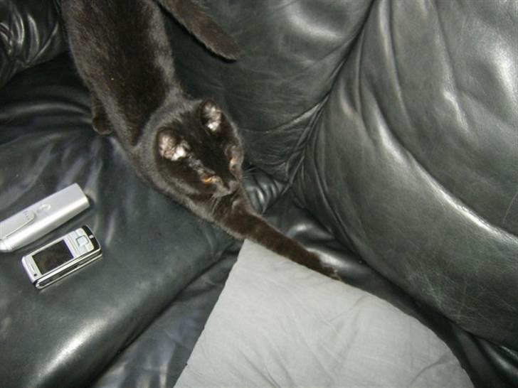 Huskat Mitte billede 2