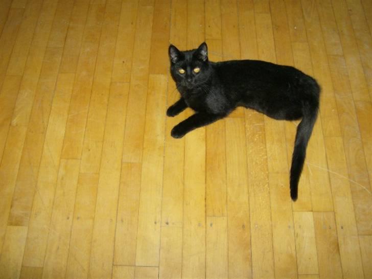 Huskat Mitte billede 3