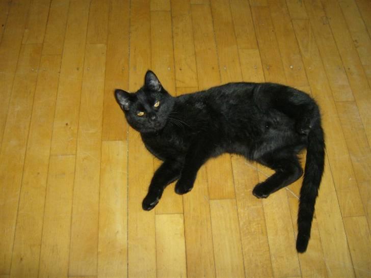 Huskat Mitte billede 4