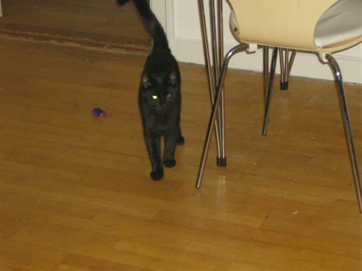 Huskat Mitte billede 5