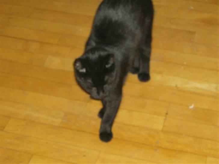 Huskat Mitte billede 6