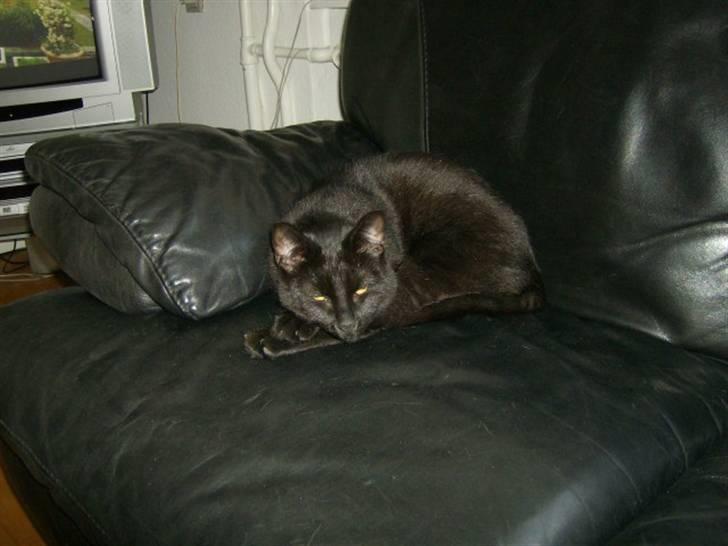 Huskat Mitte billede 7