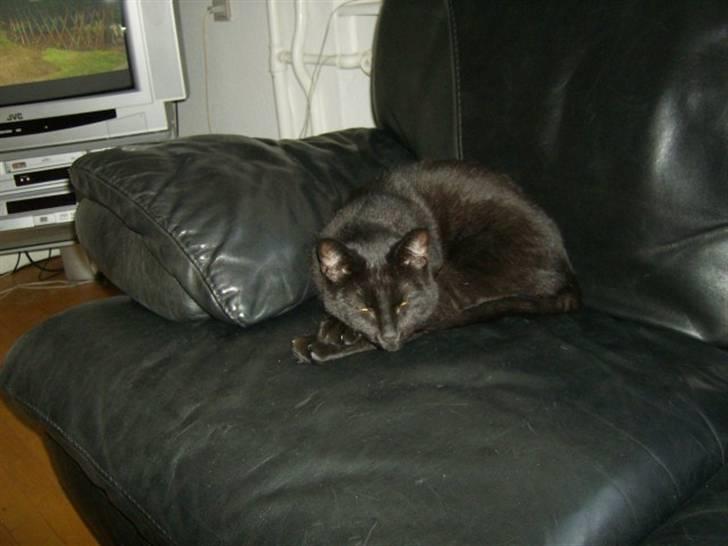 Huskat Mitte billede 8