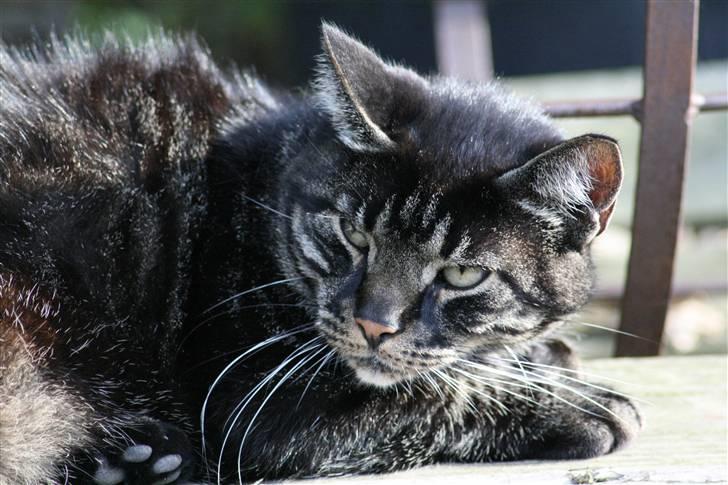 Huskat Micki - R.I.P. billede 3