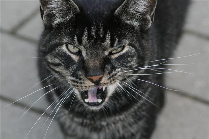 Huskat Micki - R.I.P. - "rawr" (-; billede 4