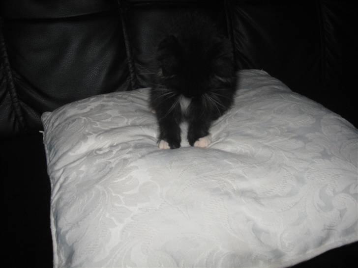 Huskat Goa (død) billede 2