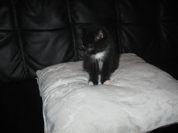 Huskat Goa (død) billede 3