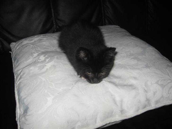 Huskat Goa (død) billede 5