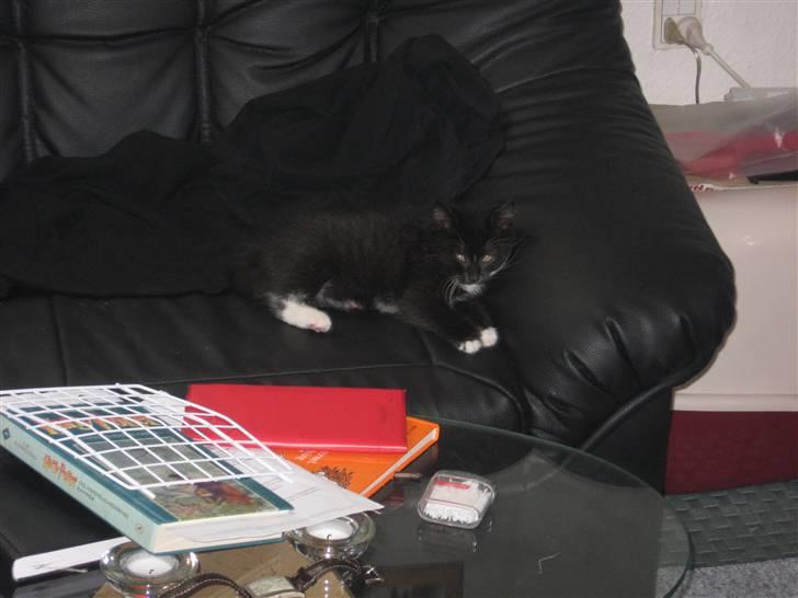 Huskat Goa (død) billede 6