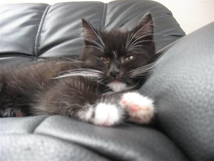 Huskat Goa (død) billede 7