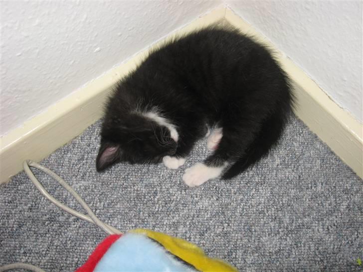 Huskat Goa (død) billede 8