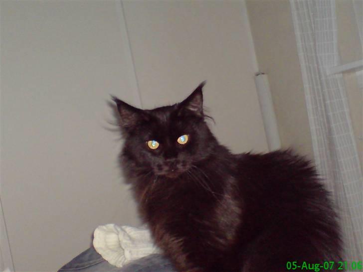 Maine Coon Chilli billede 14