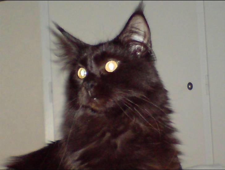 Maine Coon Chilli billede 15