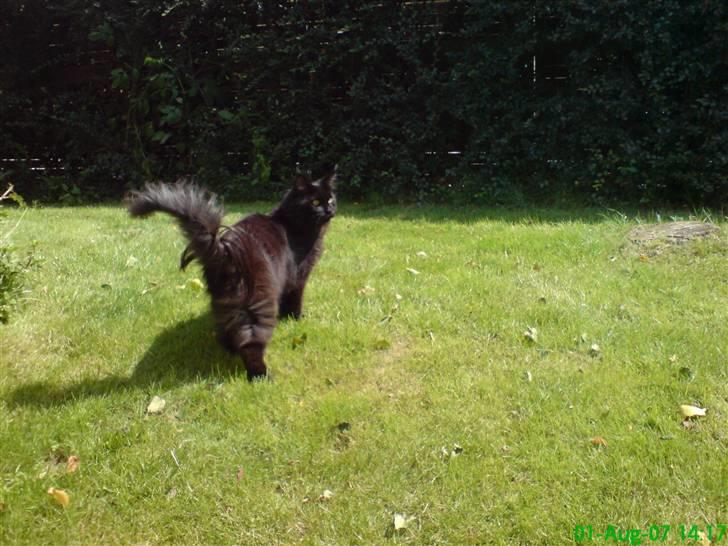 Maine Coon Chilli - Skal jeg vende om nu og komme ind... billede 16