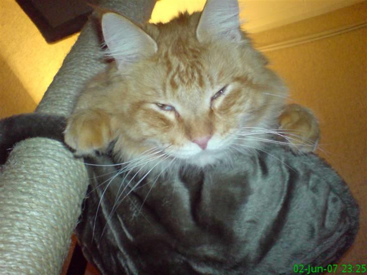 Maine Coon Victor - Jeg er bare så træt idag... billede 19