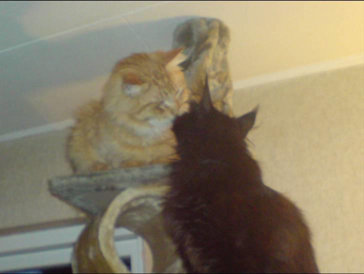 Maine Coon Chilli - Vi kysser... billede 17