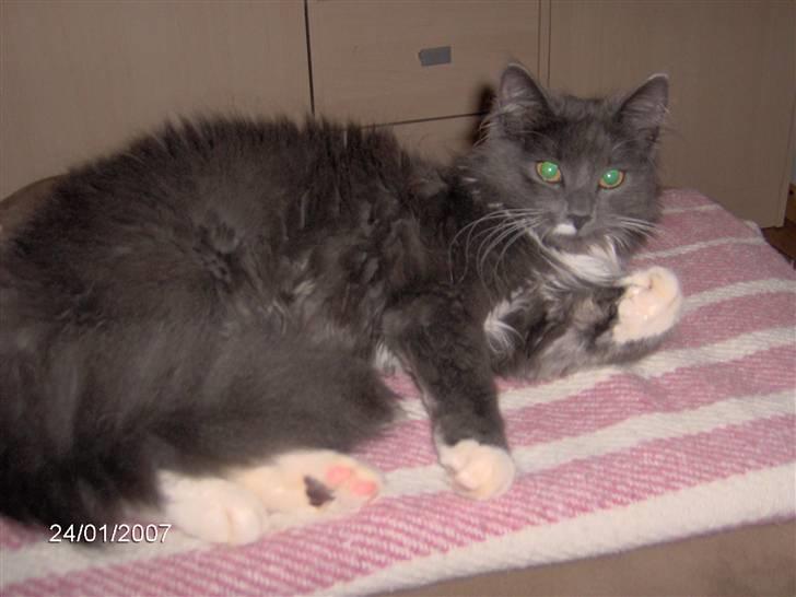 Blanding af racer Misse - Er jeg ikke bare skøn! billede 1