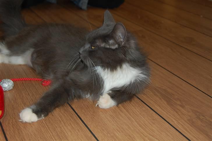 Blanding af racer Misse - Afslapning! billede 2