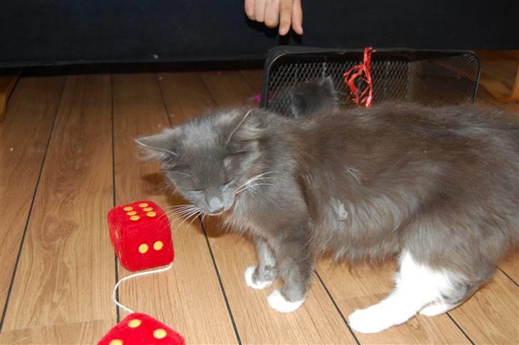 Blanding af racer Misse - Dårlig "hår-dag"!!! billede 3