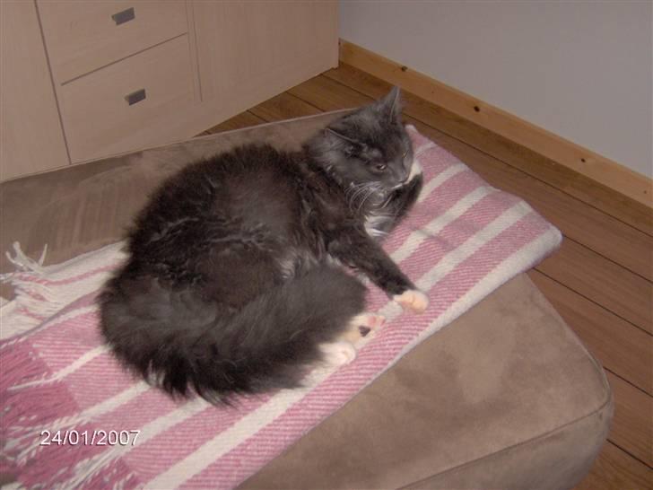 Blanding af racer Misse - Ligger lige og gør mig lækker billede 4