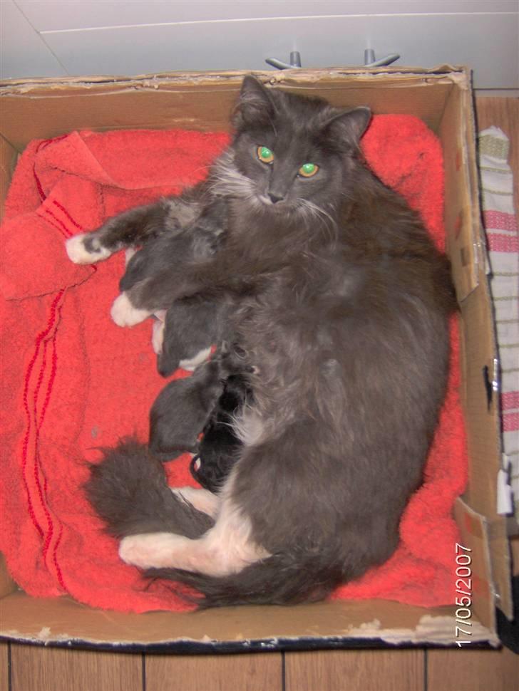 Blanding af racer Misse - Sylvester med sine nyfødte killinger forår 2007 billede 5