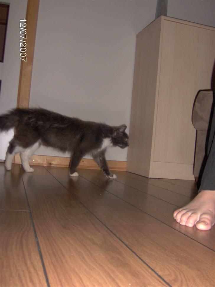 Blanding af racer Misse - En rigtig "tiger" billede 6