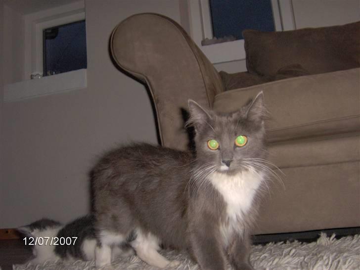 Blanding af racer Misse - Lidt skræmt billede 7