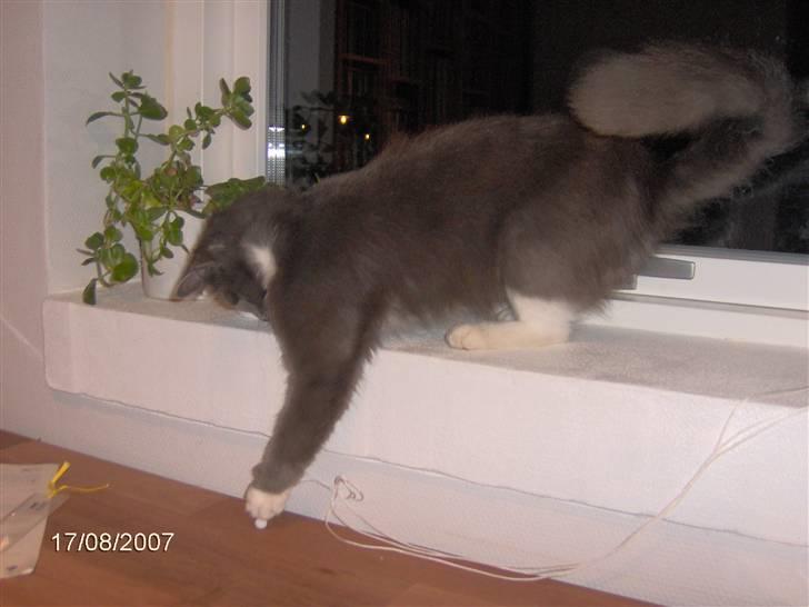 Blanding af racer Misse - Legesyg billede 8