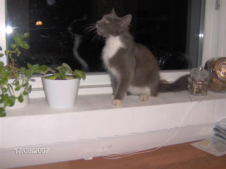 Blanding af racer Misse - Yndlingsplads billede 9