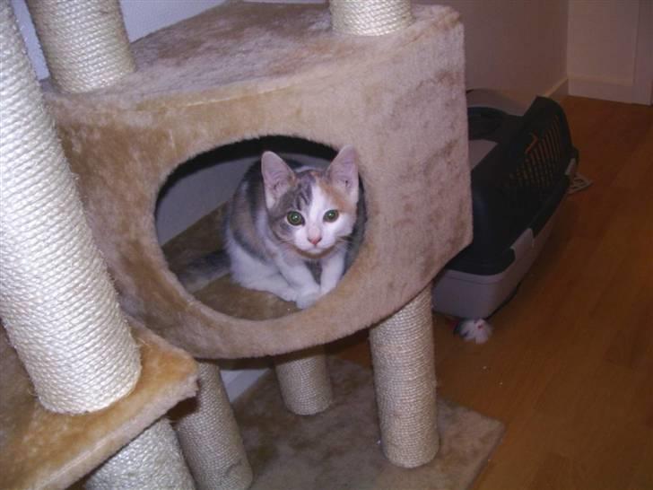 Blanding af racer Trunte billede 1