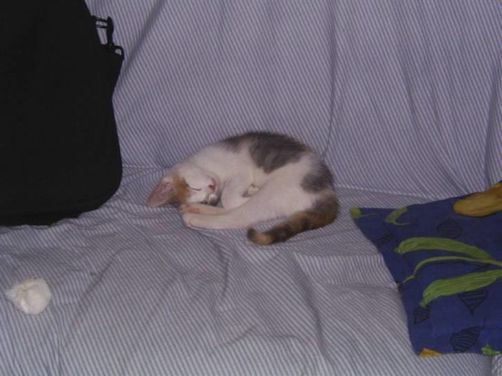 Blanding af racer Trunte billede 2