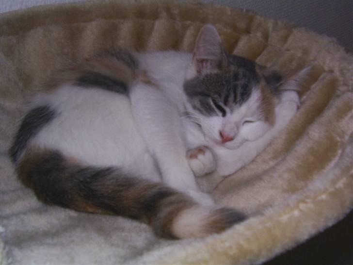 Blanding af racer Trunte billede 3