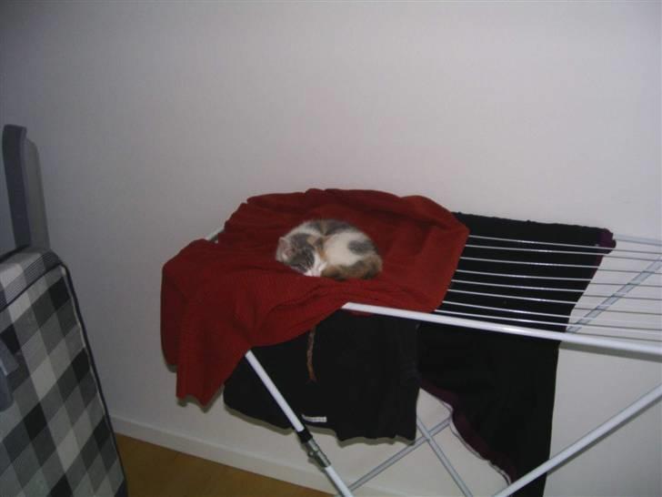 Blanding af racer Trunte billede 4