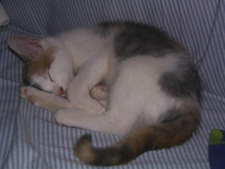 Blanding af racer Trunte billede 5