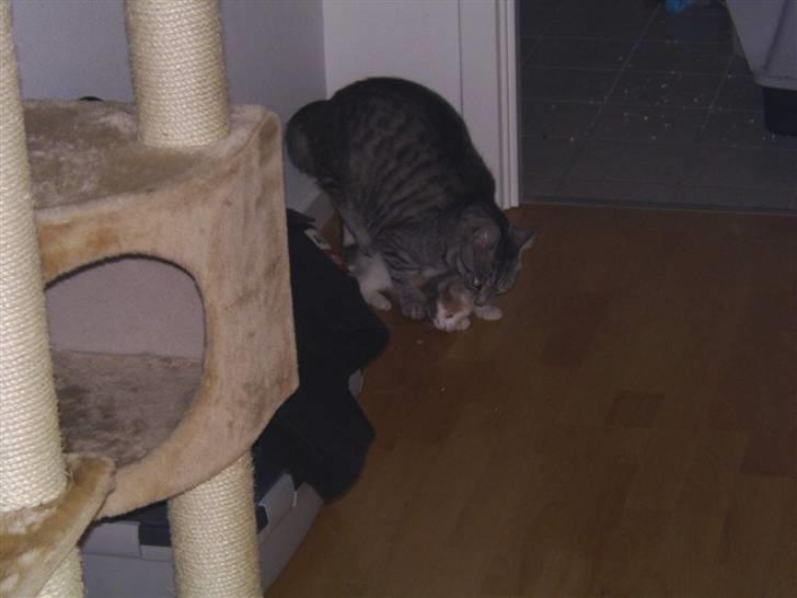 Blanding af racer Trunte billede 6