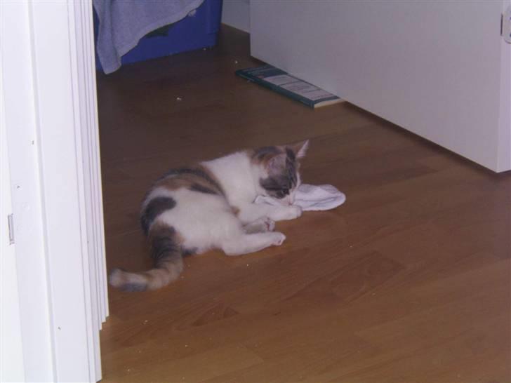 Blanding af racer Trunte billede 7