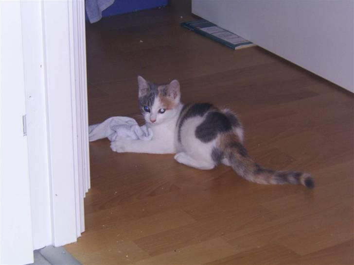 Blanding af racer Trunte billede 8