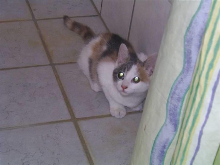 Blanding af racer Trunte billede 9