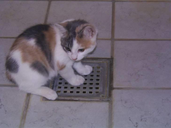 Blanding af racer Trunte billede 10